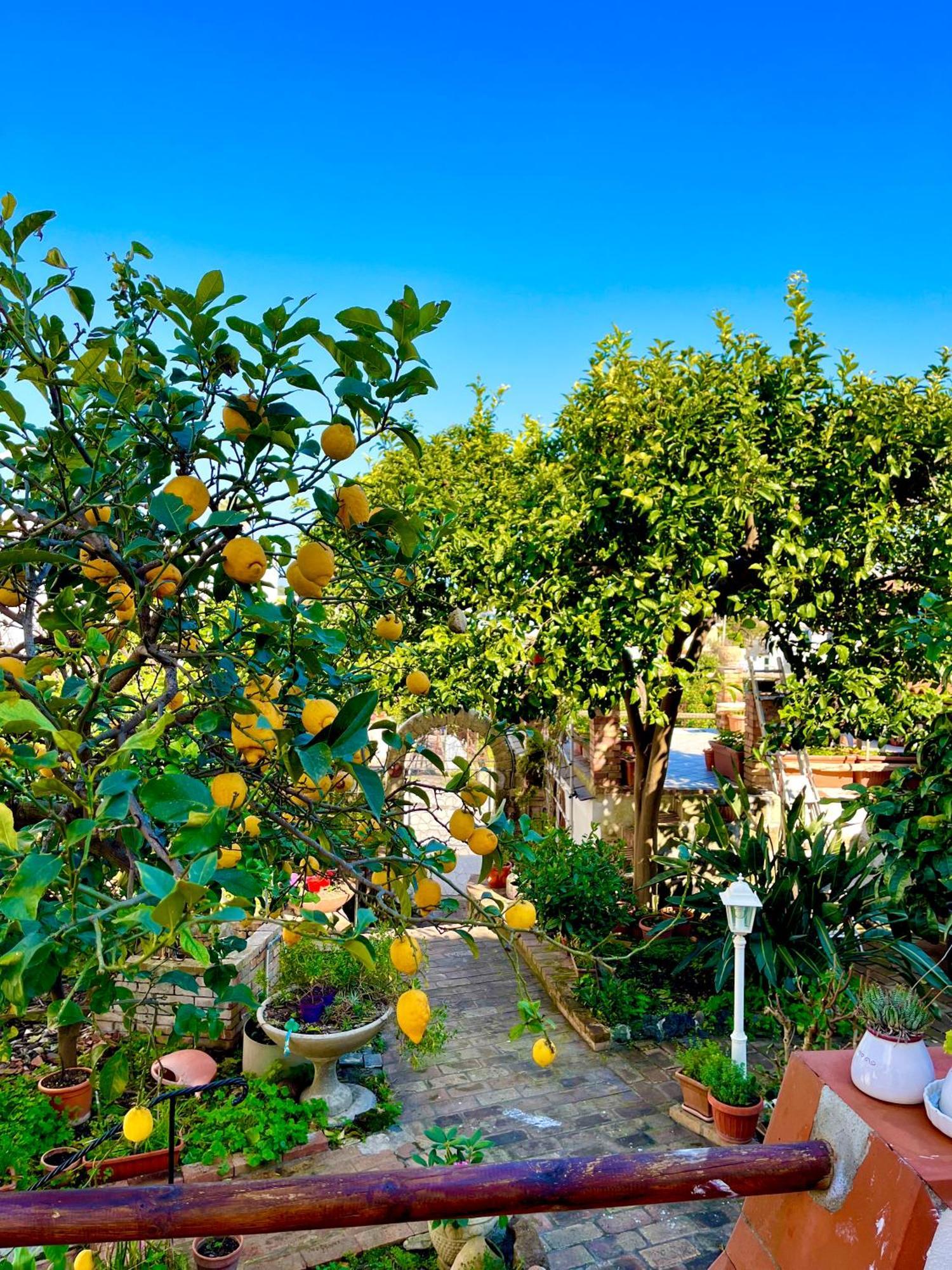 Villa Elke Ischia Zewnętrze zdjęcie